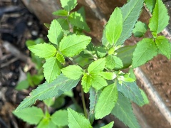 Euphorbia davidii