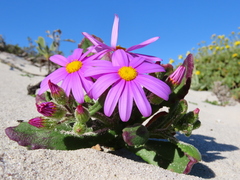 Senecio arenarius