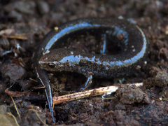 Plethodon