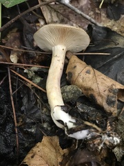 Lactarius subplinthogalus