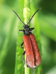 Platycis minutus
