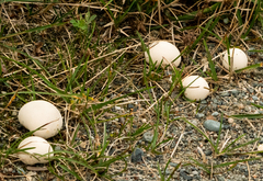 Lycoperdon perlatum
