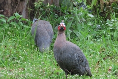 Numida meleagris domesticus