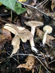 Lactarius subplinthogalus