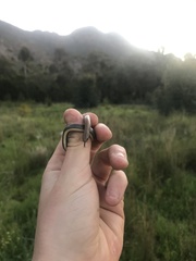 Duberria lutrix