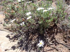 Dimorphotheca cuneata