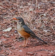 Turdus libonyana