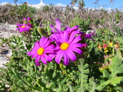 Senecio arenarius