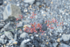 Melinis repens