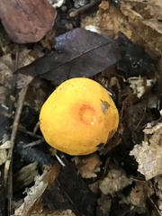 Russula flavida