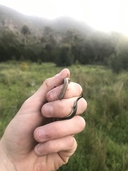 Duberria lutrix