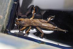 Gryllotalpa orientalis