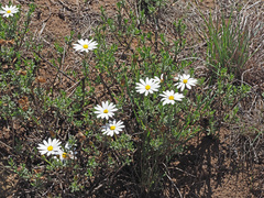 Dimorphotheca cuneata