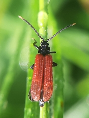 Platycis minutus
