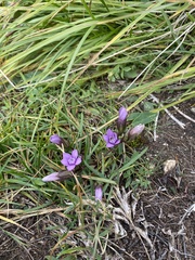 Gentianella