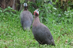 Numida meleagris domesticus