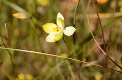 Cyanella alba flavescens