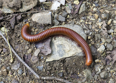 Thyropygus allevatus