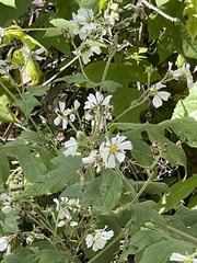 Polymnia canadensis