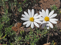 Dimorphotheca cuneata