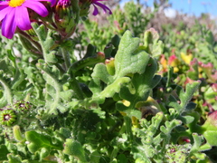 Senecio arenarius