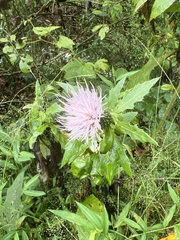 Cirsium altissimum