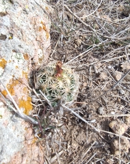 Coryphantha radians