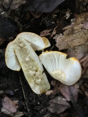 Russula flavida