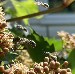 Augochloropsis metallica