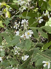 Polymnia canadensis