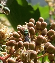 Augochloropsis metallica