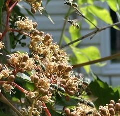 Augochloropsis metallica