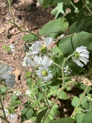 Polymnia canadensis