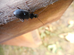 Limodromus