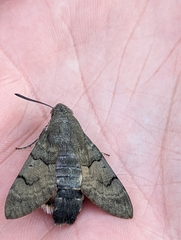 Macroglossum stellatarum