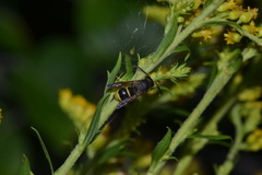Ancistrocerus antilope