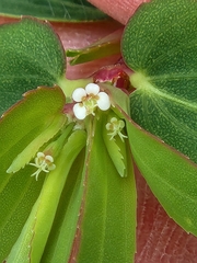 Euphorbia nutans