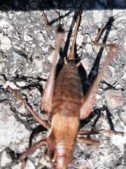 Pholidoptera aptera