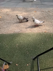 Columba livia domestica