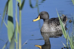 Anas undulata undulata