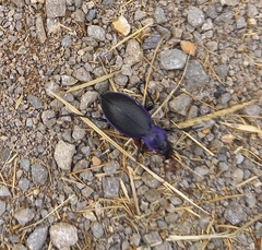 Carabus problematicus