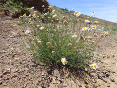 Lasiospermum bipinnatum