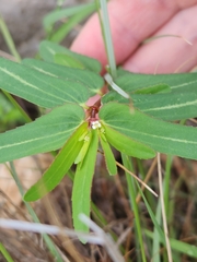 Euphorbia nutans