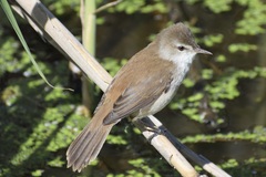Acrocephalus gracilirostris