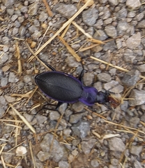 Carabus problematicus