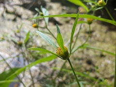 Bidens connata