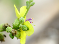 Verbascum sinuatum