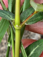 Euphorbia nutans