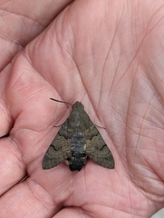 Macroglossum stellatarum