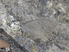 Hyponephele lupinus